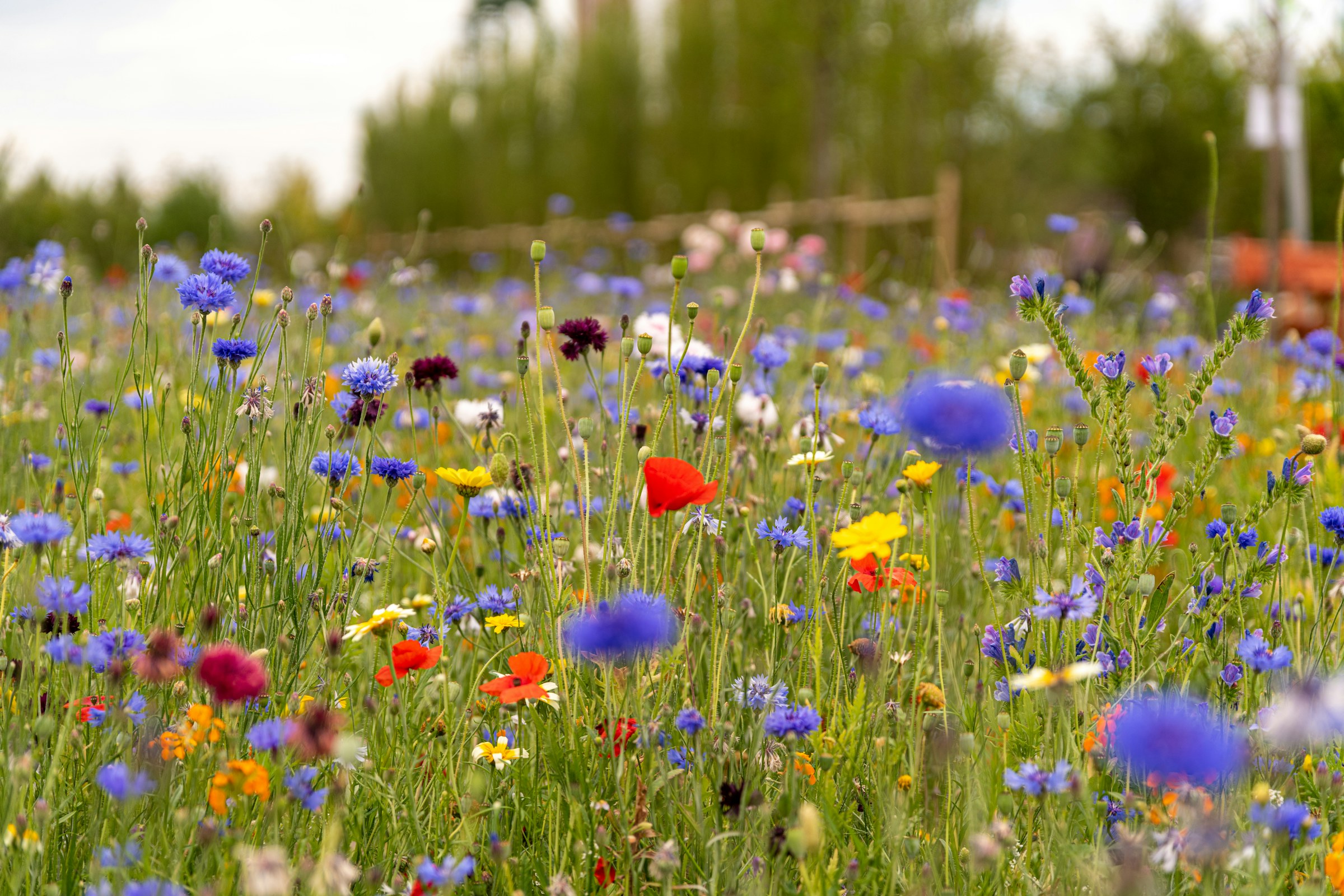 Wildblumenwiese mit Kornblumen und Mohn