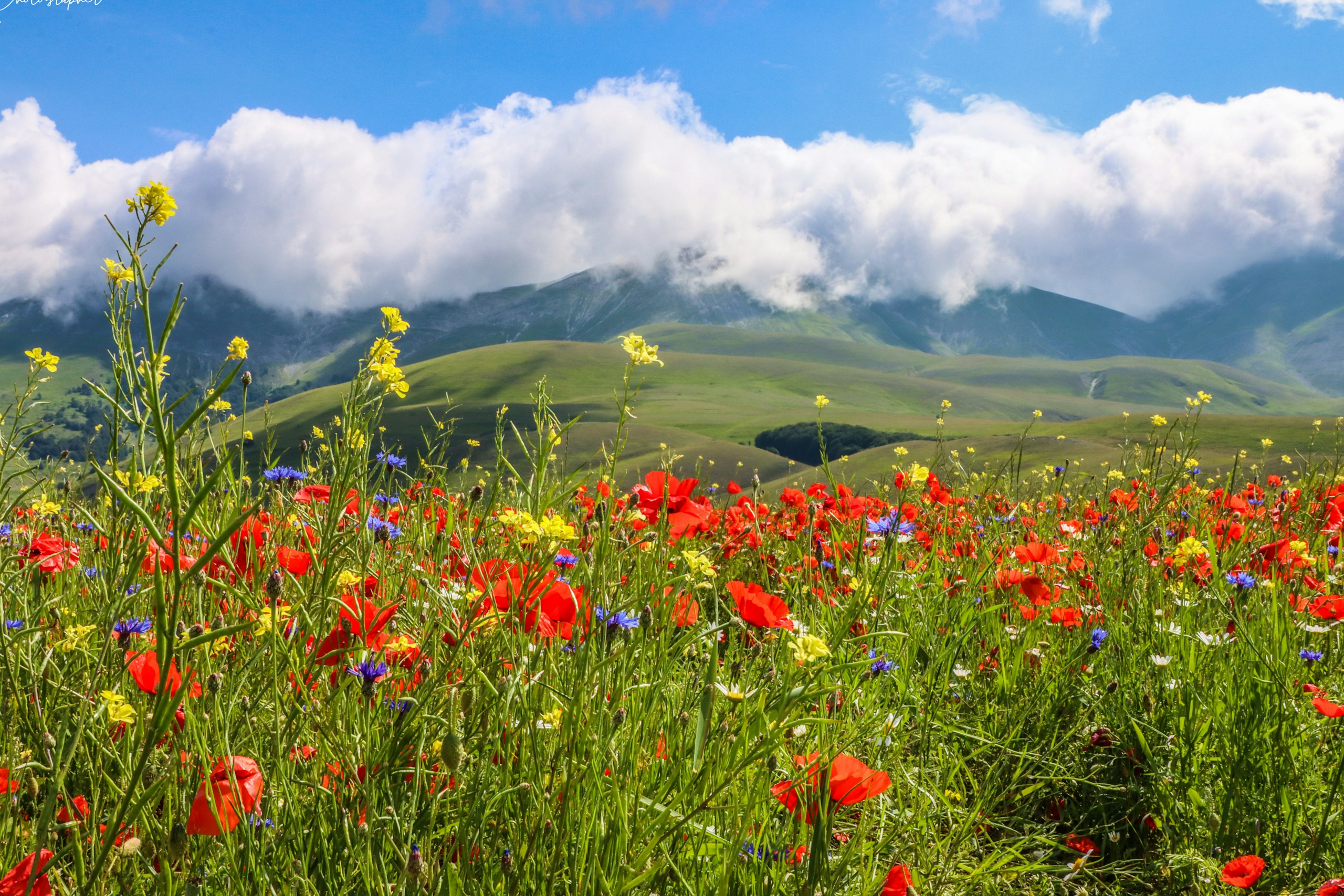Blühende Wiese mit Mohn und Kornblumen