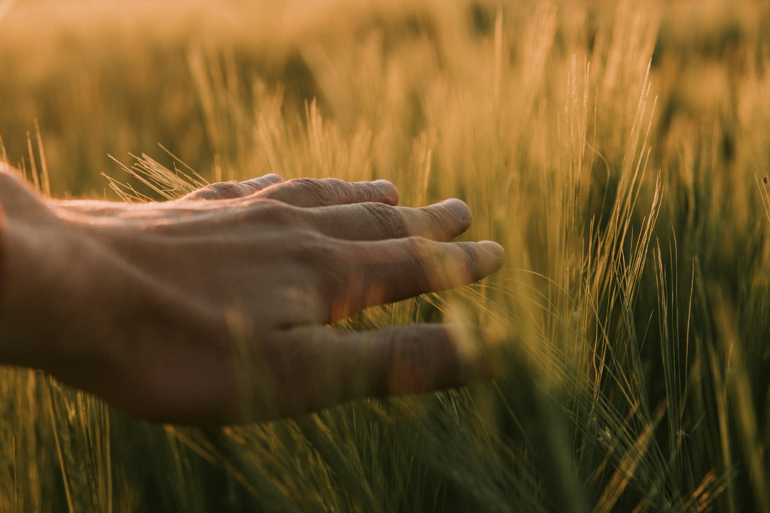 Hand im Getreidefeld