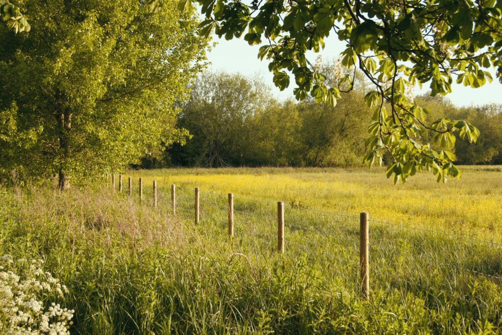 Zaunpfosten grenzen eine gelb blühende Wiese vor Hecke und Baumreihe ab
